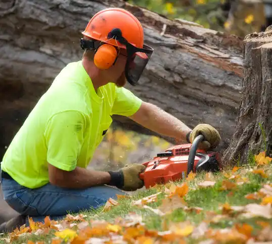 tree services East Freehold